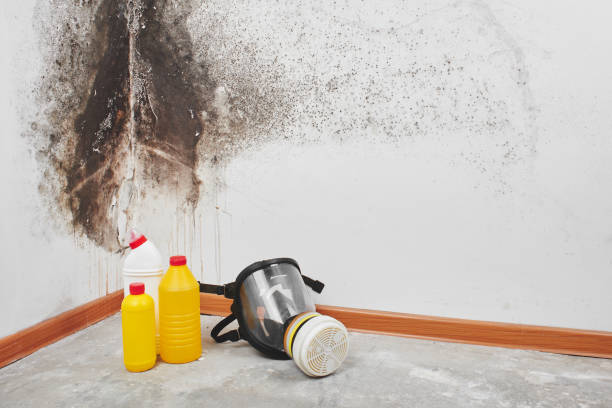 Best Emergency Mold Remediation in Cartervle, IL