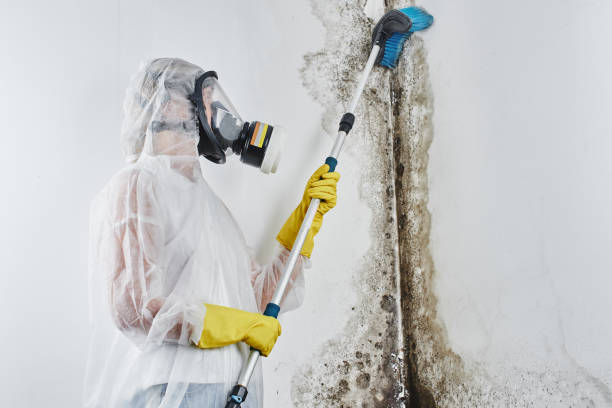Best White Mold Remediation in Cartervle, IL