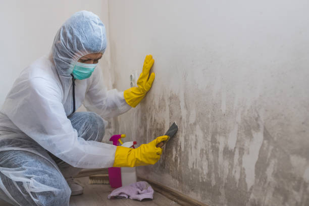 Best Residential Mold Remediation in Cartervle, IL