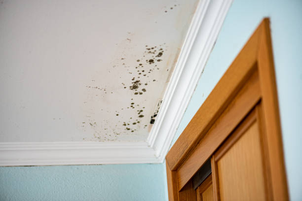 Best Black Mold Remediation in Cartervle, IL