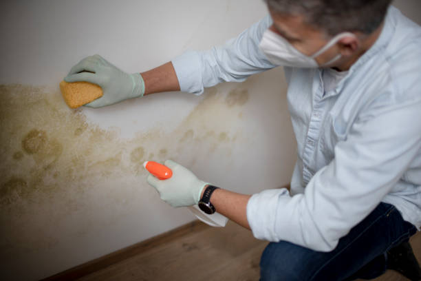 Best Residential Mold Remediation in Cartervle, IL
