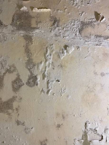 Best Mold Remediation for Specific Building Types in Cartervle, IL