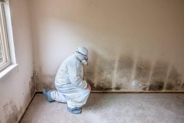 Best Kitchen Mold Remediation in Cartervle, IL