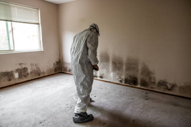 Professional Mold Remediation in Carterville, IL