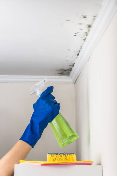 Best Bathroom Mold Remediation in Cartervle, IL