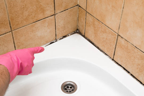 Best Health and Safety Mold Remediation in Cartervle, IL